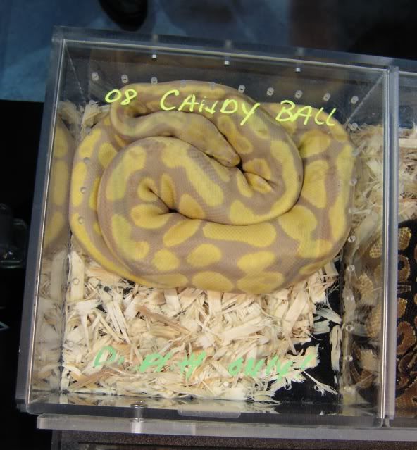 Candy Ball Python