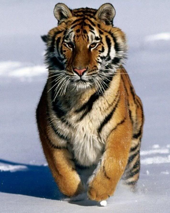 running tiger Pictures, Images and Photos