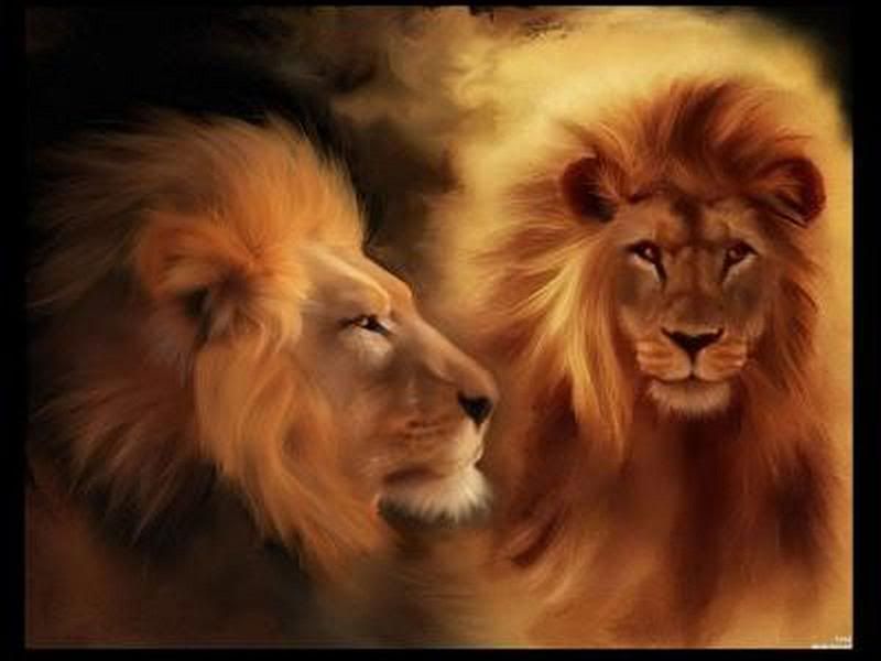 lions Pictures, Images and Photos