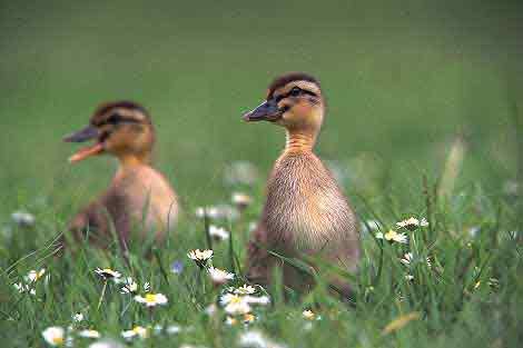 ducklings Pictures, Images and Photos
