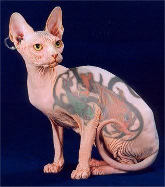 fat cats tattoo thinking about getting a tattoo tattoos of celtic crosses shaved-cat-tattoos.jpg Tatted Cat