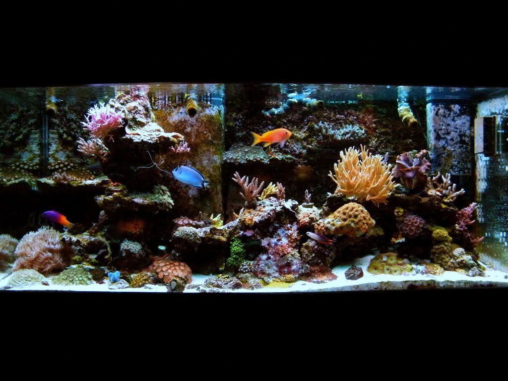 DSCF5918 - iyachtuxivms Reef