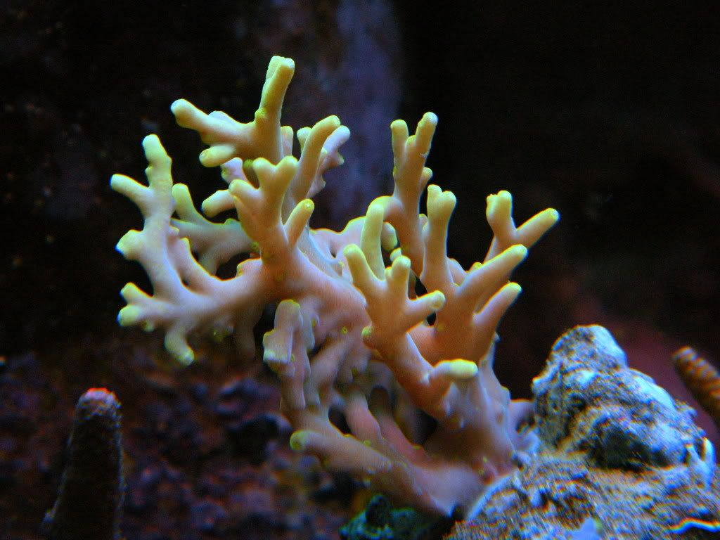 DSCF5921 - iyachtuxivms Reef