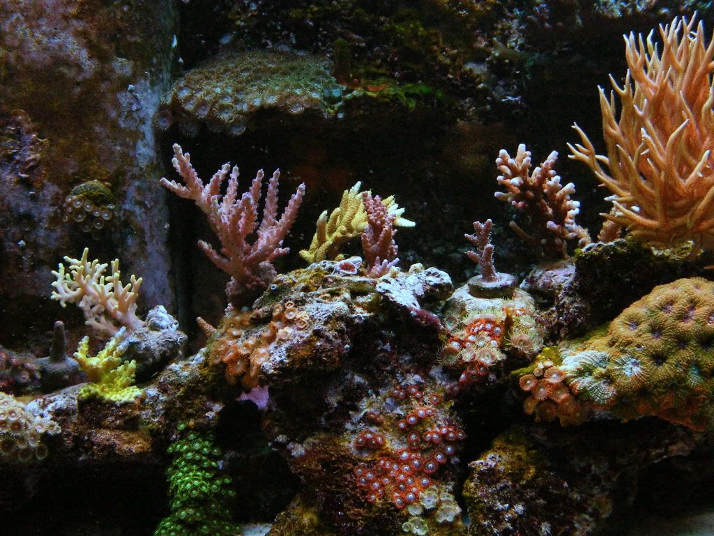 DSCF5927 - iyachtuxivms Reef