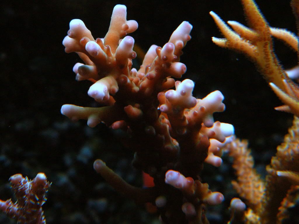 DSCF5932 - iyachtuxivms Reef