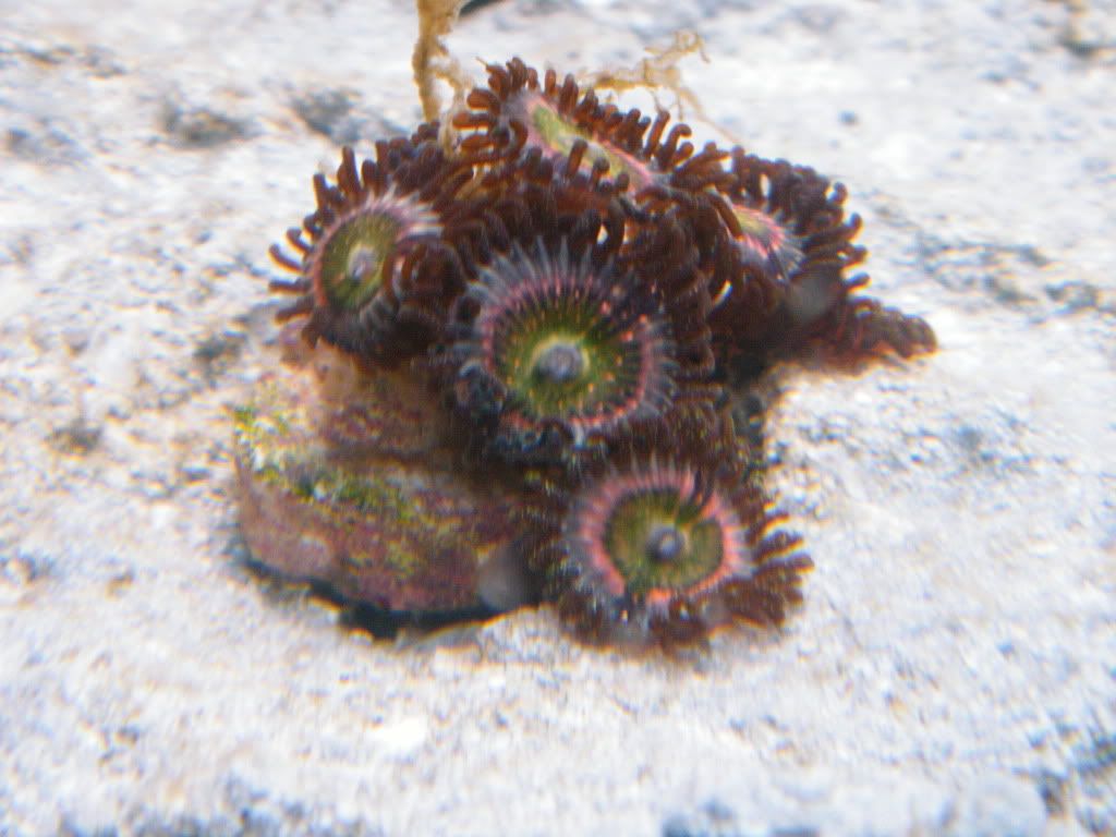 newcamerapics1416 - iyachtuxivms Reef