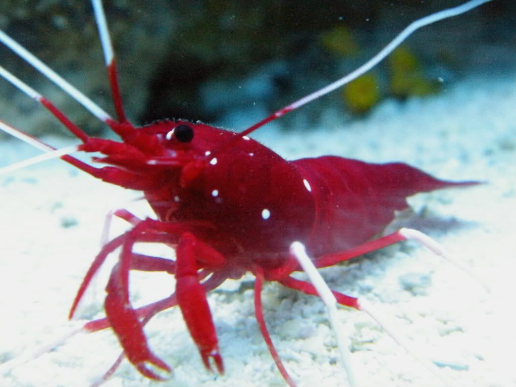 newcamerapics1779 - Blood Shrimp