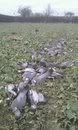 pigeons.jpg?t=1294004985