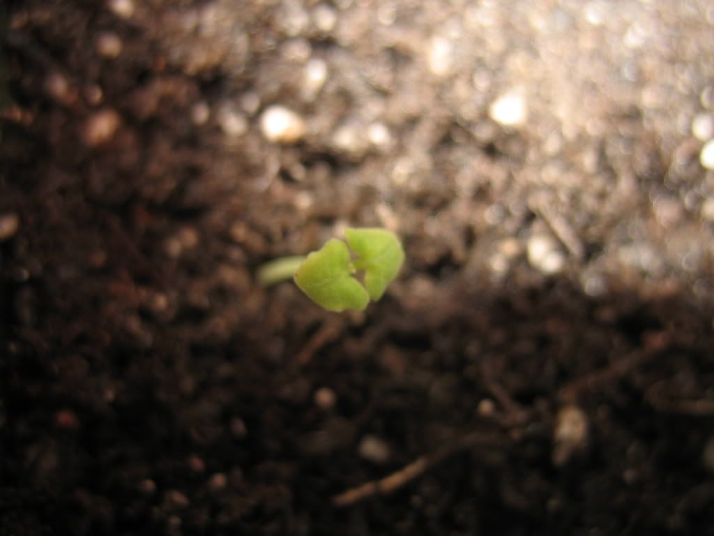 Salvia Seedling