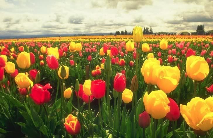 Tulipas Pictures, Images and Photos