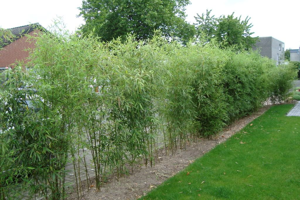 bambus hecke