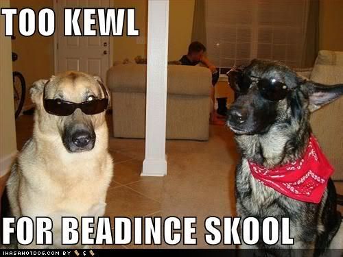 Kewl Dog