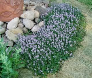 creeping lemon thyme