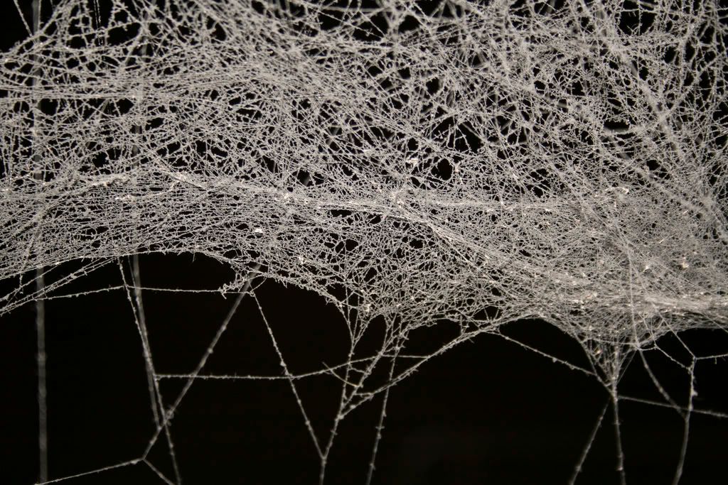 Cobwebs Images