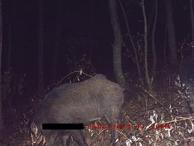 Hogs And Pigs. Bedford County PA wild hogs.