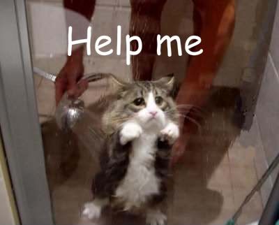 funny-cat-shower.jpg