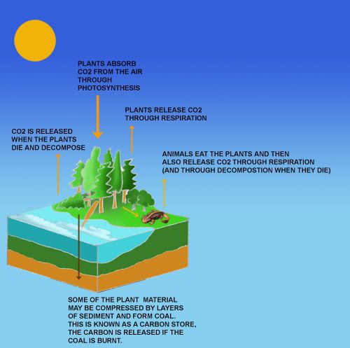 Where do fossil fuels come from?