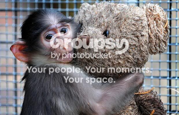 Monkey Hug Bear 793959i