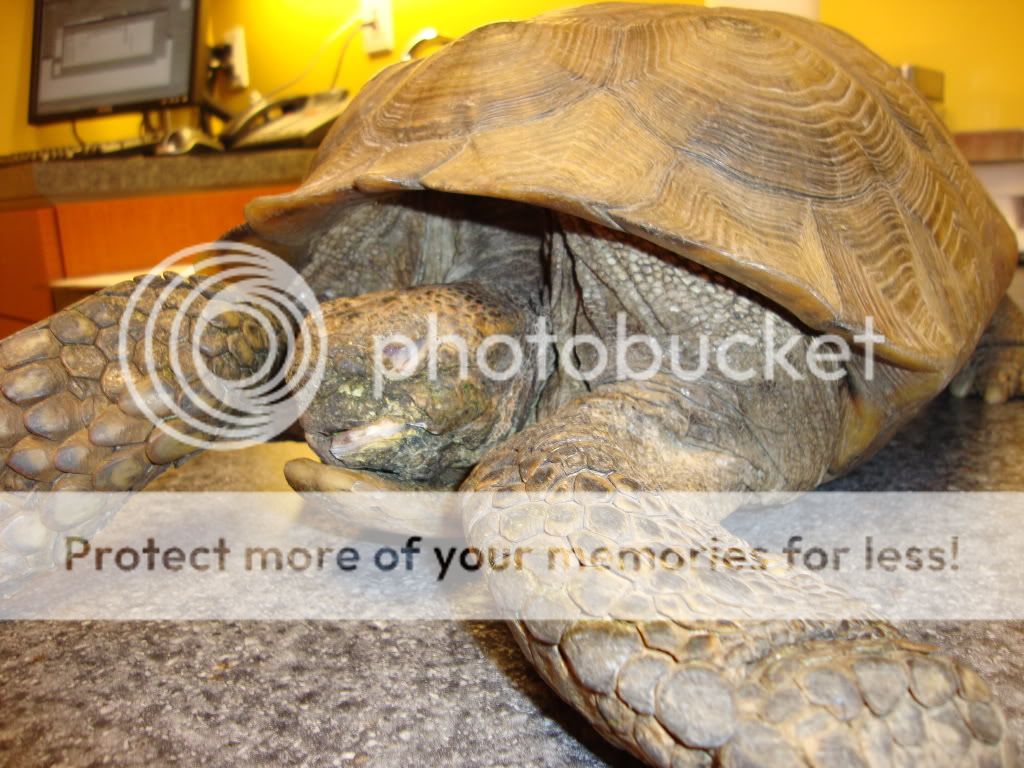 Pictures of Desert Tortoise with Broken Jaw | Tortoise Forum